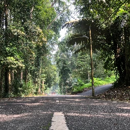Malaysia FRIM Rainforest and Skywalk Tour